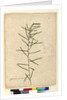 Page 111. Hovea longifolia, c.1803-06 by John William Lewin