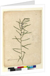 Page 111. Hovea longifolia, c.1803-06 by John William Lewin