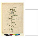 Page 111. Hovea longifolia, c.1803-06 by John William Lewin