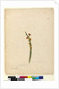 Page 114. Bossiaea scolopendria, c.1803-06 by John William Lewin