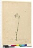 Page 118. Vernonia cinerea, c.1803-06 by John William Lewin