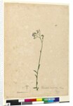 Page 118. Vernonia cinerea, c.1803-06 by John William Lewin