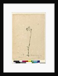 Page 118. Vernonia cinerea, c.1803-06 by John William Lewin