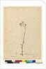 Page 118. Vernonia cinerea, c.1803-06 by John William Lewin