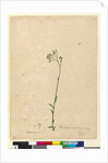Page 118. Vernonia cinerea, c.1803-06 by John William Lewin