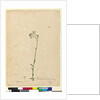 Page 118. Vernonia cinerea, c.1803-06 by John William Lewin