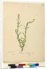 Page 119. Helichrysum apiculatum/Chrysocephalum apiculatum, c.1803-06 by John William Lewin