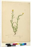 Page 119. Helichrysum apiculatum/Chrysocephalum apiculatum, c.1803-06 by John William Lewin