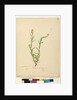 Page 119. Helichrysum apiculatum/Chrysocephalum apiculatum, c.1803-06 by John William Lewin