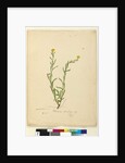 Page 119. Helichrysum apiculatum/Chrysocephalum apiculatum, c.1803-06 by John William Lewin