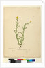 Page 119. Helichrysum apiculatum/Chrysocephalum apiculatum, c.1803-06 by John William Lewin