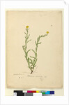 Page 119. Helichrysum apiculatum/Chrysocephalum apiculatum, c.1803-06 by John William Lewin