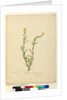 Page 119. Helichrysum apiculatum/Chrysocephalum apiculatum, c.1803-06 by John William Lewin