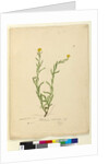Page 119. Helichrysum apiculatum/Chrysocephalum apiculatum, c.1803-06 by John William Lewin