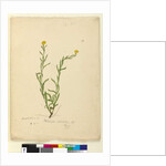 Page 119. Helichrysum apiculatum/Chrysocephalum apiculatum, c.1803-06 by John William Lewin