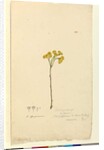 Page 120. Elichrysum, c.1803-06 by John William Lewin