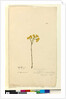 Page 120. Elichrysum, c.1803-06 by John William Lewin