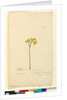 Page 120. Elichrysum, c.1803-06 by John William Lewin
