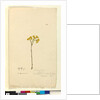 Page 120. Elichrysum, c.1803-06 by John William Lewin