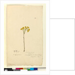 Page 120. Elichrysum, c.1803-06 by John William Lewin