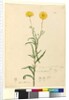 Page 121. Elichrysum bracteatum, c.1803-06 by John William Lewin