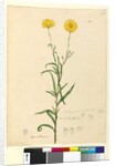 Page 121. Elichrysum bracteatum, c.1803-06 by John William Lewin