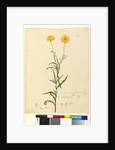 Page 121. Elichrysum bracteatum, c.1803-06 by John William Lewin