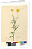 Page 121. Elichrysum bracteatum, c.1803-06 by John William Lewin