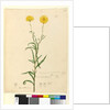 Page 121. Elichrysum bracteatum, c.1803-06 by John William Lewin