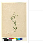 Page 125. Calotis dentex, c.1803-06 by John William Lewin