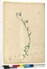 Page 130. Lobelia hostata/Lobelia gracilis, c.1803-06 by John William Lewin