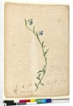 Page 130. Lobelia hostata/Lobelia gracilis, c.1803-06 by John William Lewin