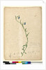 Page 130. Lobelia hostata/Lobelia gracilis, c.1803-06 by John William Lewin