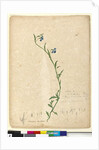 Page 130. Lobelia hostata/Lobelia gracilis, c.1803-06 by John William Lewin