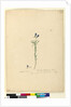 Page 129. Ionidium filiforme, c.1803-06 by John William Lewin