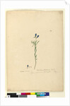Page 129. Ionidium filiforme, c.1803-06 by John William Lewin