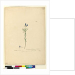 Page 129. Ionidium filiforme, c.1803-06 by John William Lewin