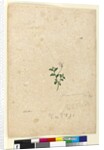 Page 131. Lobelia purpurascens, c.1803-06 by John William Lewin
