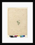 Page 131. Lobelia purpurascens, c.1803-06 by John William Lewin