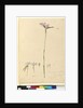 Page 134. Diuris elongata, c.1803-06 by John William Lewin