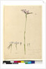 Page 134. Diuris elongata, c.1803-06 by John William Lewin