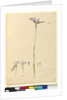 Page 134. Diuris elongata, c.1803-06 by John William Lewin