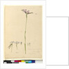 Page 134. Diuris elongata, c.1803-06 by John William Lewin