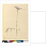 Page 134. Diuris elongata, c.1803-06 by John William Lewin