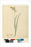 Page 135. Diuris maculata, c.1803-06 by John William Lewin