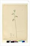 Page 137. Cryptostylis longifolia, c.1803-06 by John William Lewin