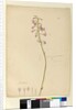 Page 139. Dipodium punctatum, c.1803-06 by John William Lewin