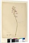 Page 139. Dipodium punctatum, c.1803-06 by John William Lewin