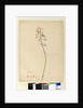 Page 139. Dipodium punctatum, c.1803-06 by John William Lewin