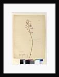 Page 139. Dipodium punctatum, c.1803-06 by John William Lewin